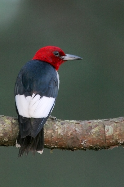 Red-headed Woodpecker