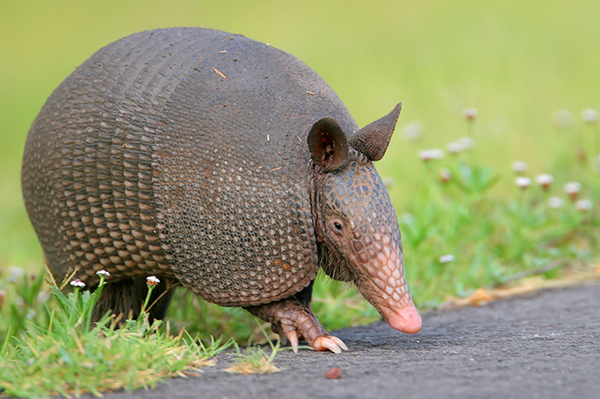 Nine-banded Armadillo