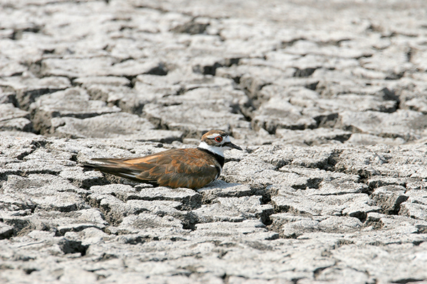 Killdeer