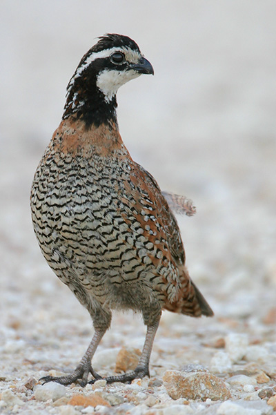 Northern bobwhite