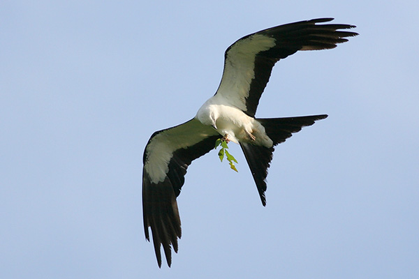 Swallow-tailed Kite