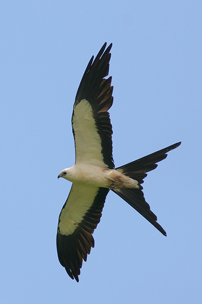 Swallow-tailed Kite