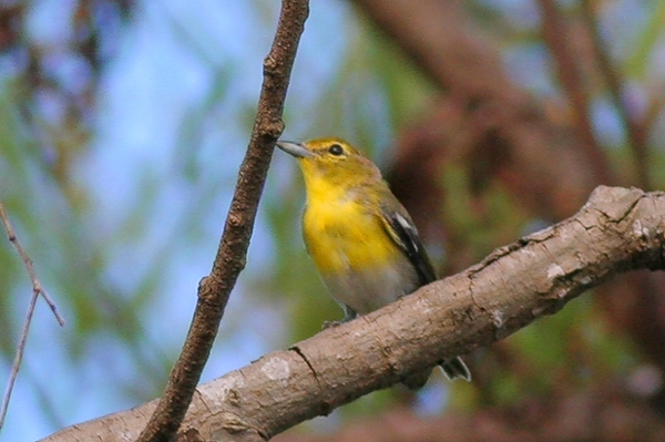 Yellow-throated Vireo