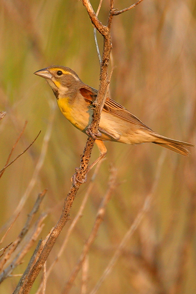 Dickcissel