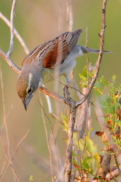 Dickcissel