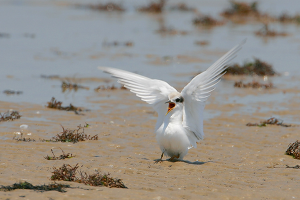 Least Tern