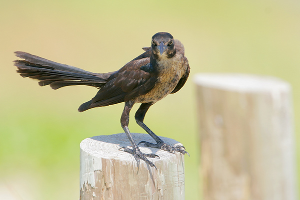 Great-tailed Grackle