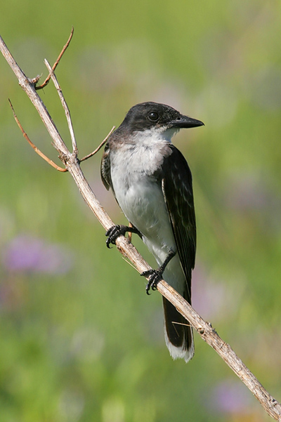 Eastern kingbird