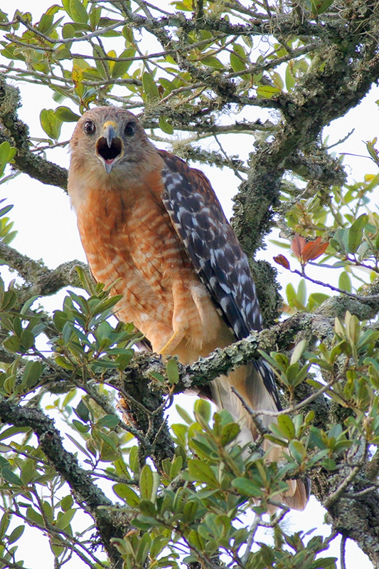 Red-shouldered Hawk