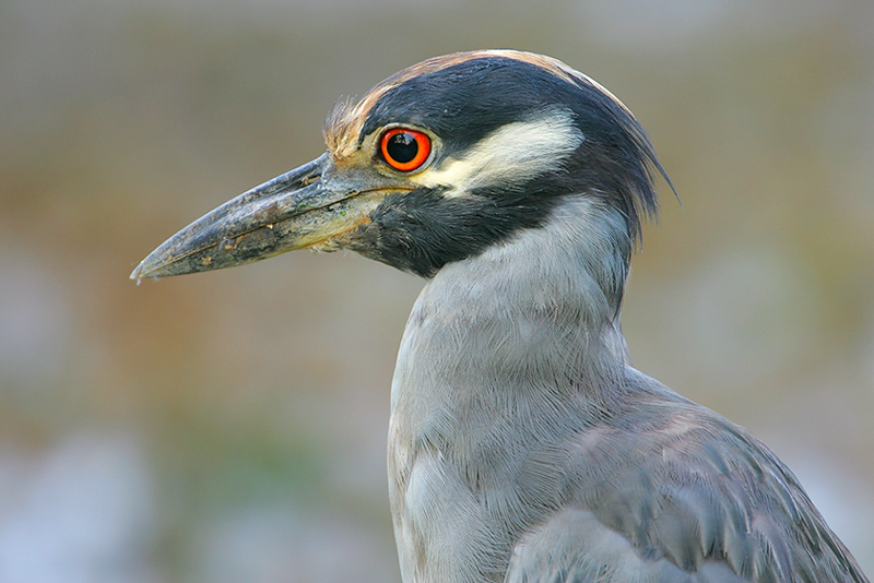 Yellow-crowned Night-Heron