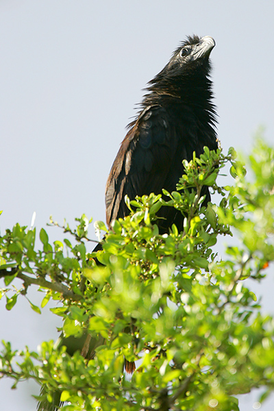 Groove-billed Ani