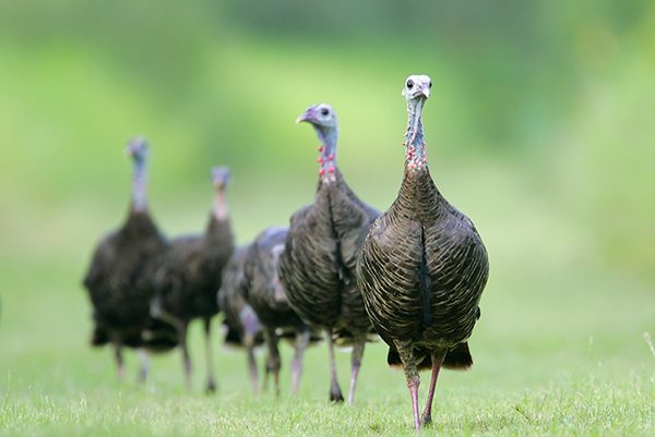 Wild Turkey