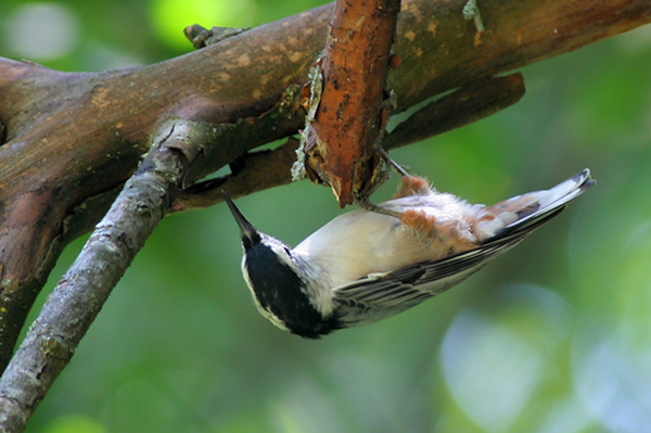 White-breasted Nuthatch