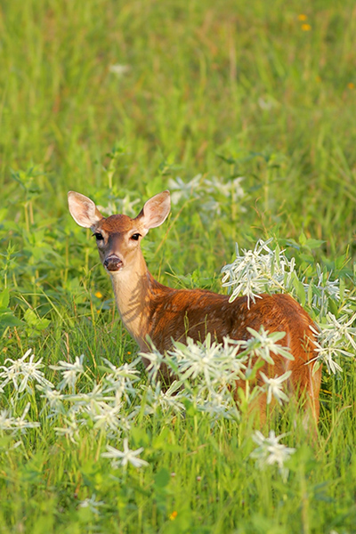 White-tailed Deer