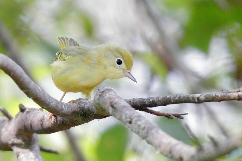 Chestnut-sided Warbler