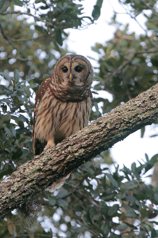 Barred Owl