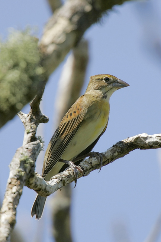 Dickcissel