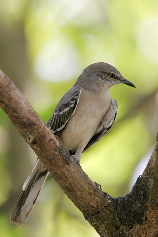 Northern Mockingbird
