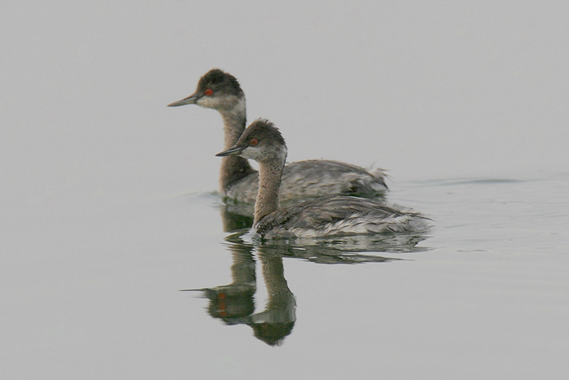 Eared Grebe