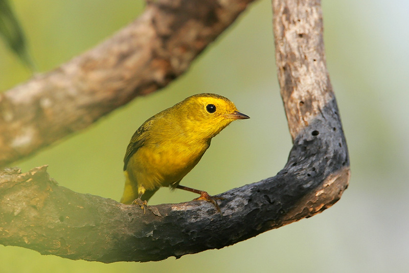 Wilsons Warbler