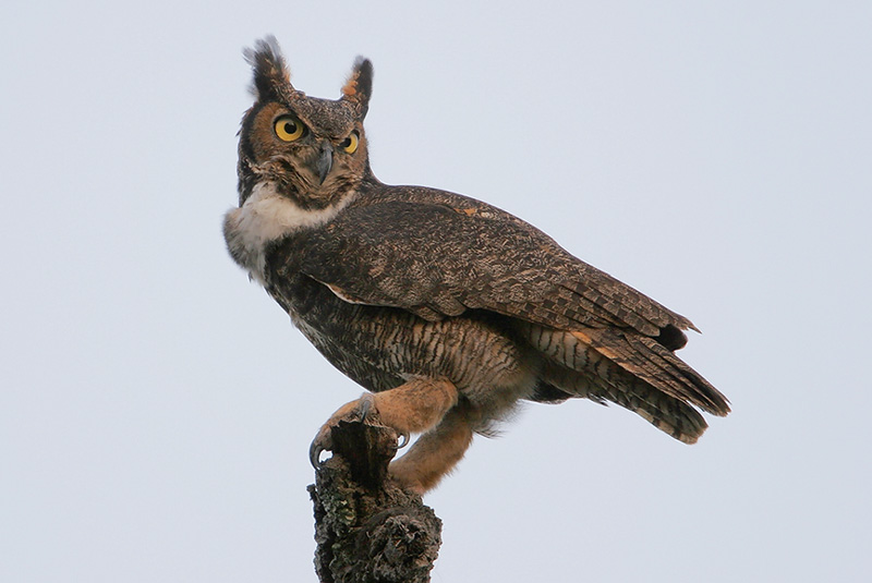 Great Horned Owl