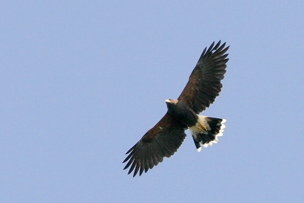 Harriss Hawk