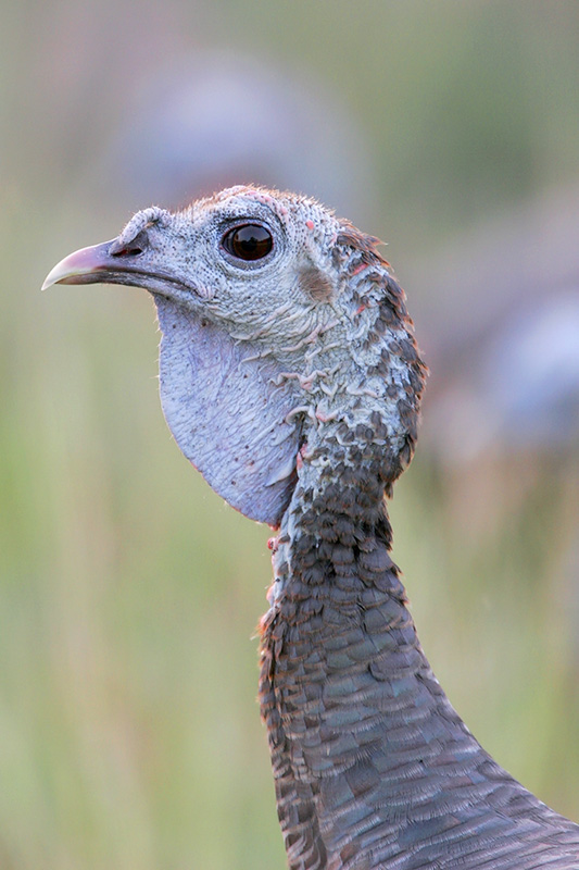 Wild turkey