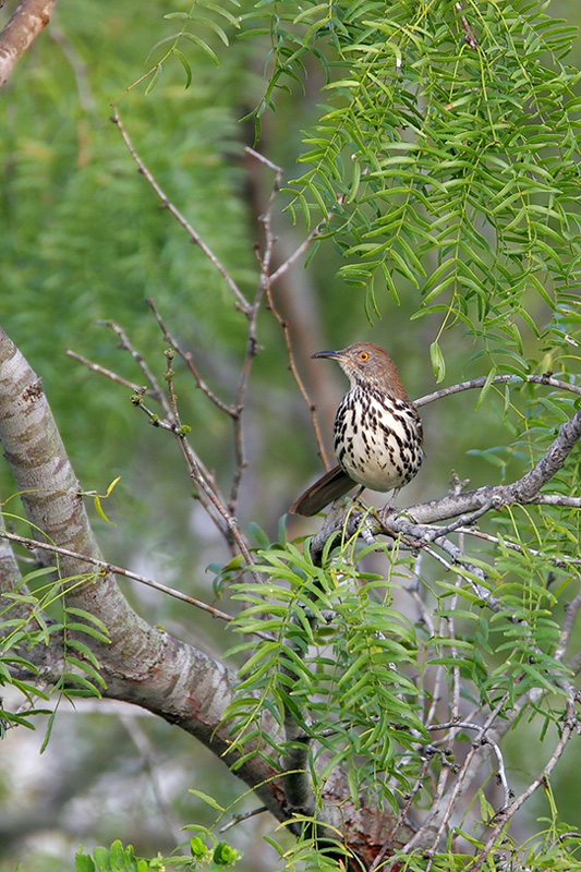 Long-billed thrasher
