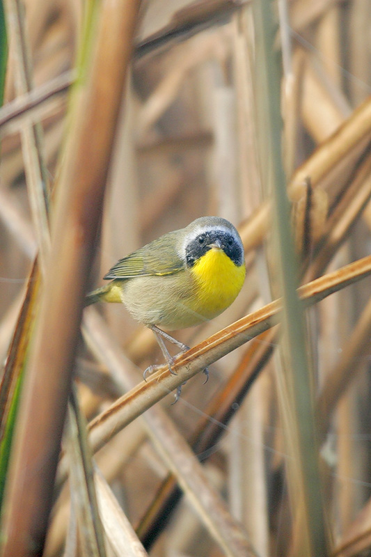 Common Yellowthroat