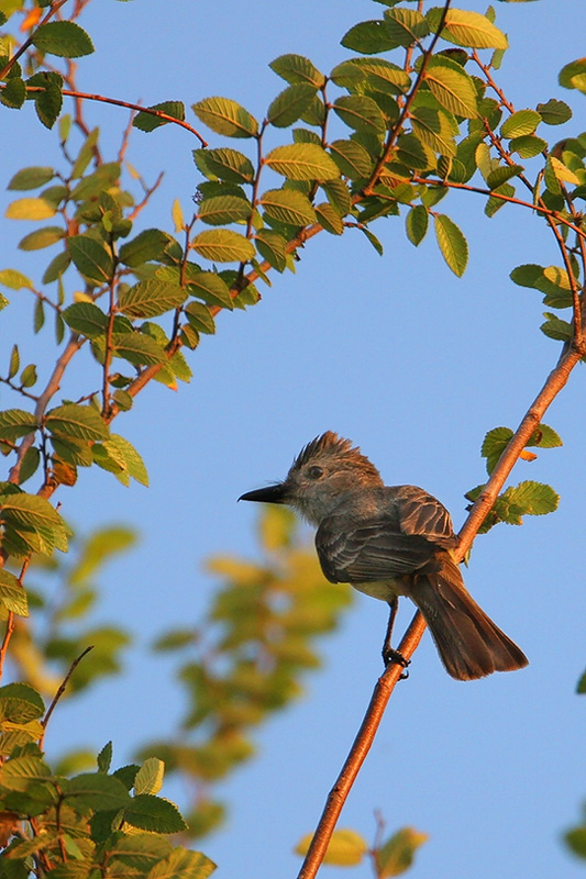 Brown-crested Flycatcher