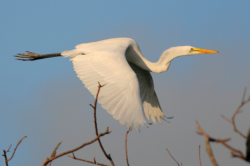 Great Egret