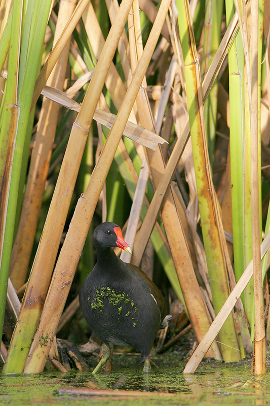 Common Moorhen