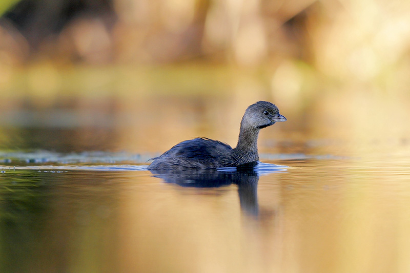 Pied-billed Grebe