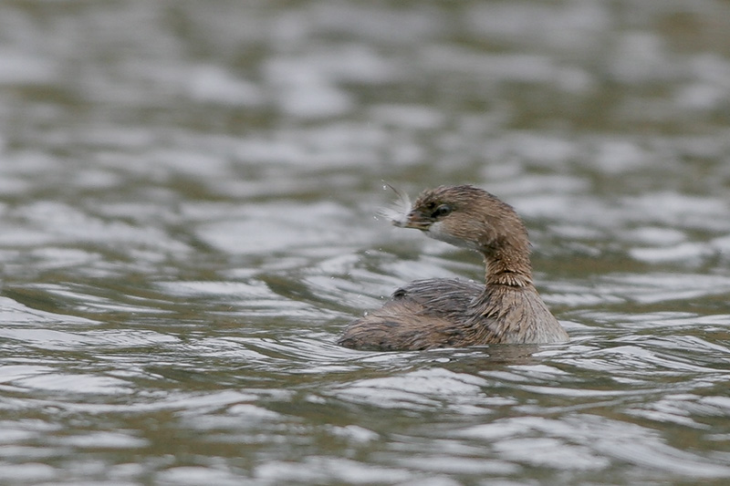 Pied-billed Grebe