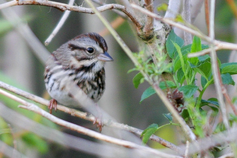 Song Sparrow