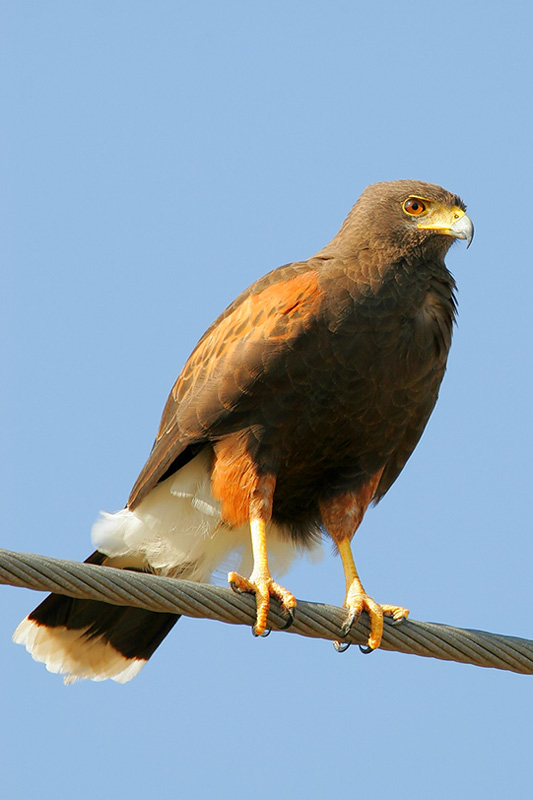 Harriss Hawk