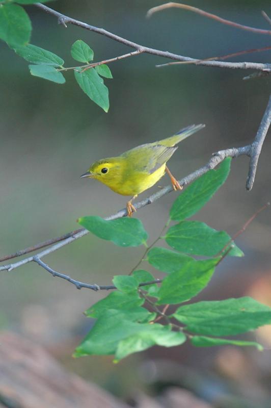 Wilsons Warbler