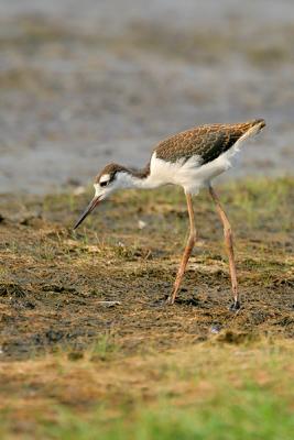 Black-necked Stilt