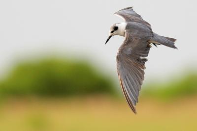 Black Tern