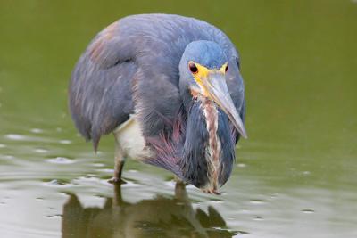 Tricolored Heron