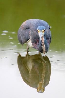 Tricolored Heron