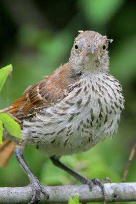 Long-billed Thrasher