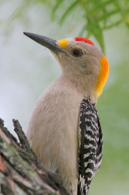 Golden-fronted Woodpecker