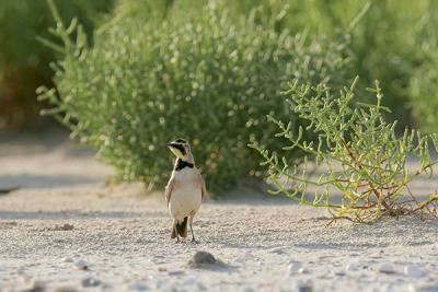 Horned Lark