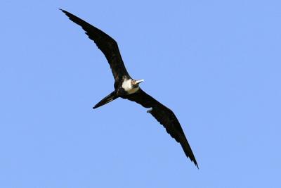 Magnificent Frigatebird