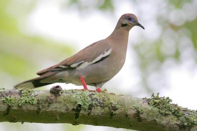 White-winged Dove