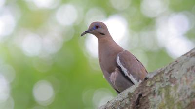 White-winged Dove