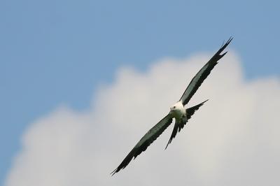 Swallow-tailed Kite