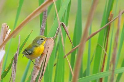 Northern Parula