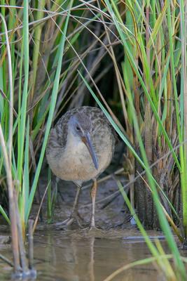 Clapper Rail